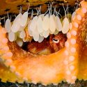 El sacrificio de las madres pulpo: mueren de hambre tras nacer sus crías