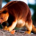 Especie de canguro que se creía extinto hace 90 años fue captado en Papúa Occidental