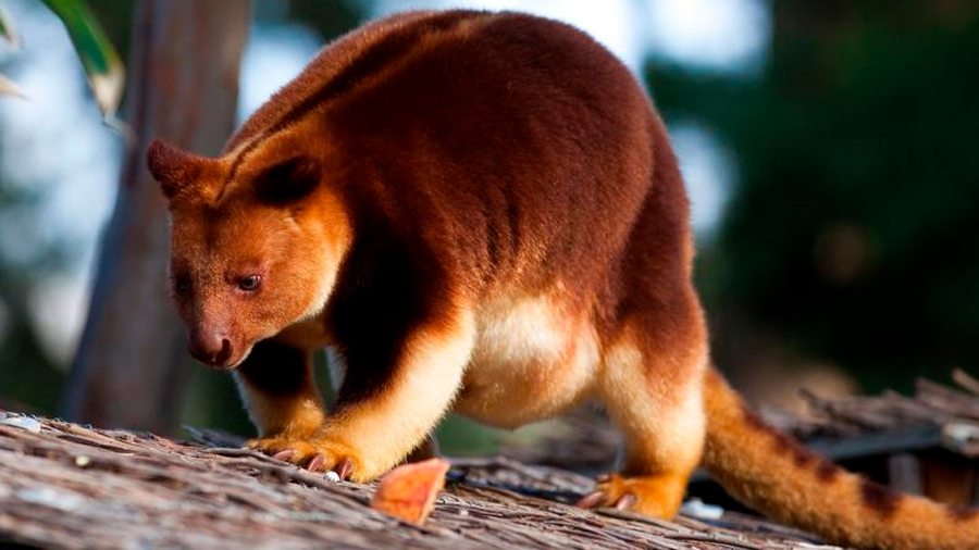 Especie de canguro que se creía extinto hace 90 años fue captado en Papúa Occidental