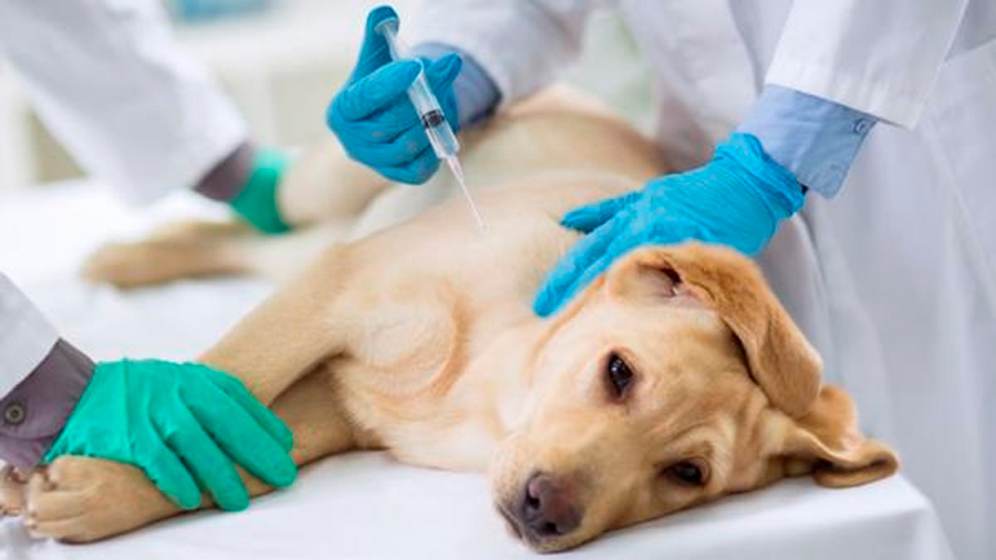 Nueva terapia podría revertir la diabetes tipo 1 en perros y humanos