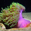 Un tipo de anémona de mar podría ayudar a combatir el Alzheimer