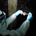 Científicos descubrieron un nuevo virus del Ébola en murciélagos