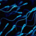 5 curiosidades sobre el semen que quizás no conocías (incluyendo el pensar que transportaba adultos pequeñitos)