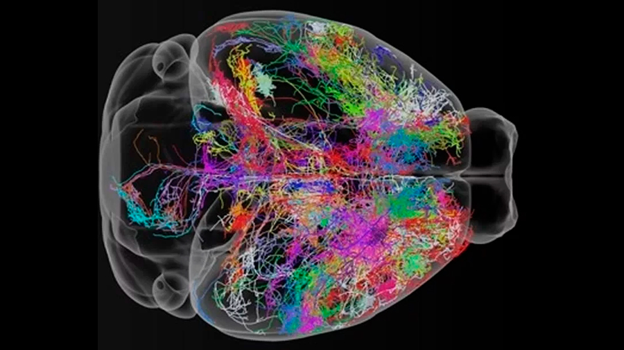 Axones de colores en el cerebro de un ratón