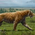 Descubren huellas de un tigre dientes de sable que data de hace 30 mil años en localidad de Buenos Aires
