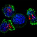 Descubren cómo desactivar el “interruptor de inmortalidad” de las células cancerígenas