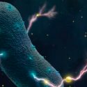 Confirmado: las bacterias de tu intestino producen electricidad
