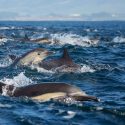 Mágica escena: una ‘supermanada’ de delfines caza millones de peces en el Pacífico