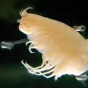 Descubren crustáceos carroñeros y peces gelatinosos a 8 kilómetros bajo el mar en Perú y Chile