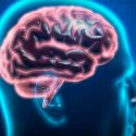 El cerebro desactiva el ruido que le molesta