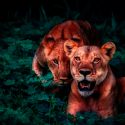 Los mamíferos se están volviendo nocturnos para evitar a los humanos
