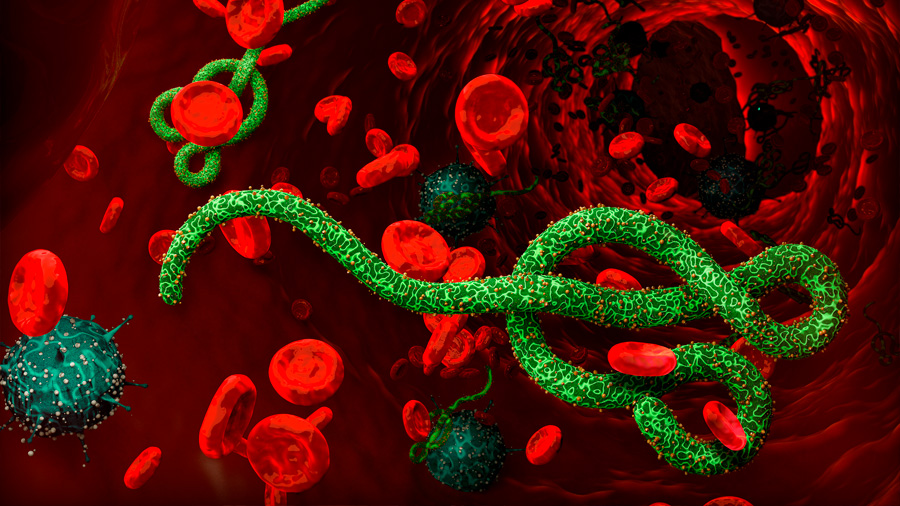 Descubren nuevos mecanismos del sistema inmune contra el ébola