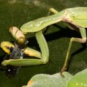 Sorprenden a una mantis religiosa pescando y devorando peces por primera vez