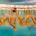 Los insectos introducen contaminación plástica en la cadena alimentaria