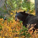 Captan un oso devorando a otro en Canadá, canibalismo entre estos animales no es tan atípico como se piensa