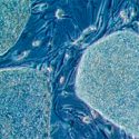 Impresionante avance nos pone más cerca de crear bebes con solamente células de la piel
