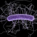 Innovan científicos mexicanos terapia para diarrea agresiva vía microorganismos de heces de individuos sanos