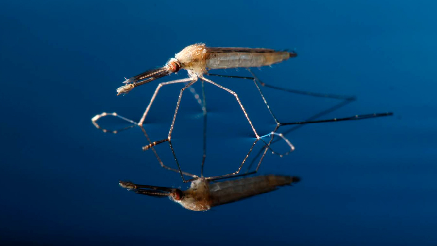 La edición genética elimina una población de mosquitos portadores de malaria
