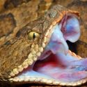 Un hombre casi muere tras ser mordido por la cabeza de una serpiente que había decapitado