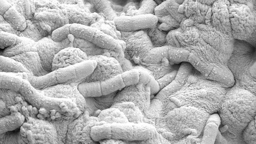 Las bacterias no han cambiado de 'contraseña' en 2,700 millones de años