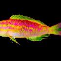 Nueva especie única de deslumbrantes peces de color neón