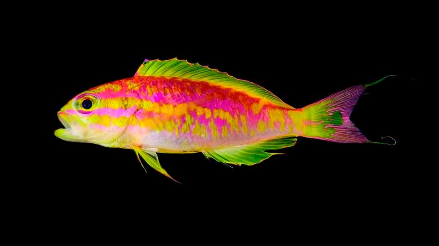Nueva especie única de deslumbrantes peces de color neón