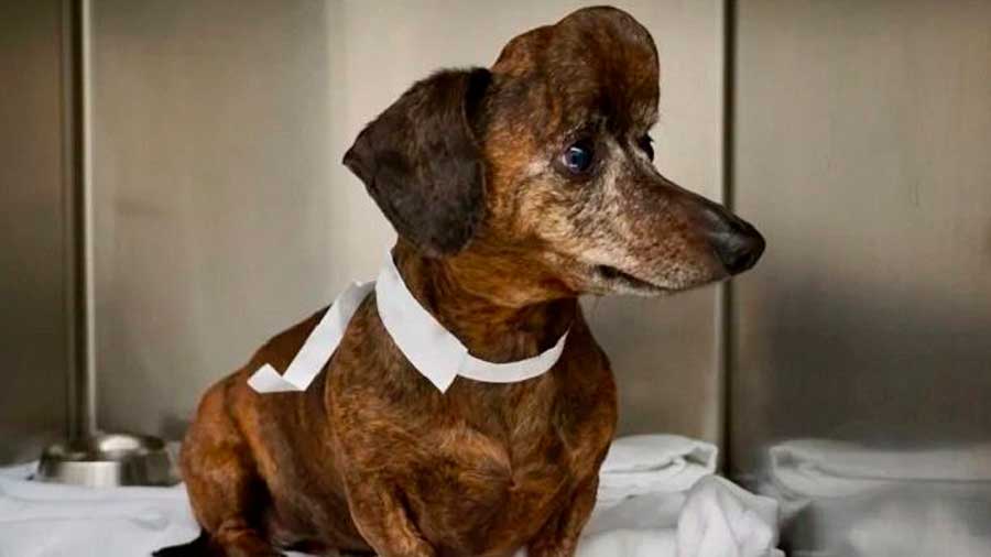 Perro salchicha pudo librarse de un gran tumor cerebral luego de que le imprimieran un cráneo