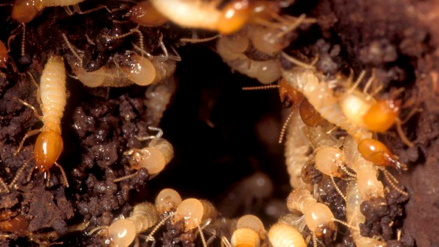 Descubren gigantescas colonias de termitas que puede reproducirse sin la necesidad de machos