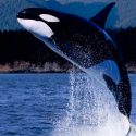 La contaminación por PCB amenaza con extinguir las orcas, según un estudio