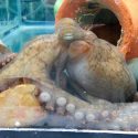 Desvela ciencia últimos y siniestros días de una madre pulpo, cuando se abandona a la muerte tras poner huevos