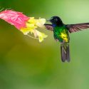 Una sola zona a la vez: para rescatar el planeta, podemos empezar por los colibríes