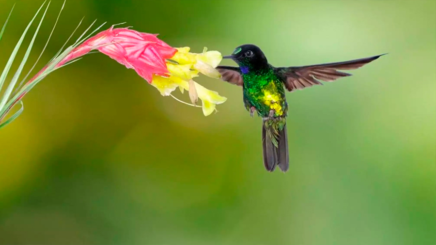 Una sola zona a la vez: para rescatar el planeta, podemos empezar por los colibríes