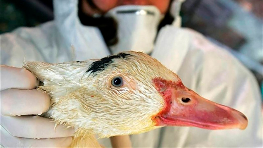 Virus de la gripe aviar muta e infecta patos