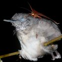 Biólogo registra fotográficamente a polillas succionando las lágrimas de pájaros en el Amazonas