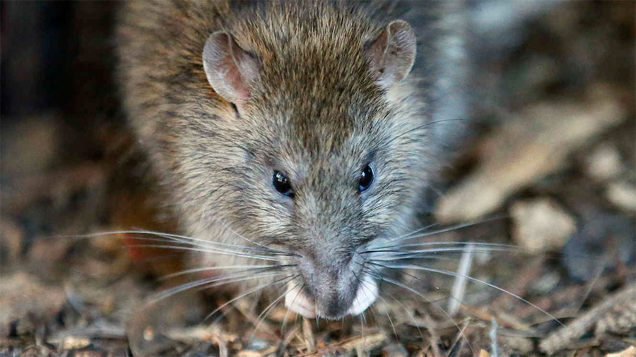 Detectan el primer caso en humanos de hepatitis de rata en Hong Kong