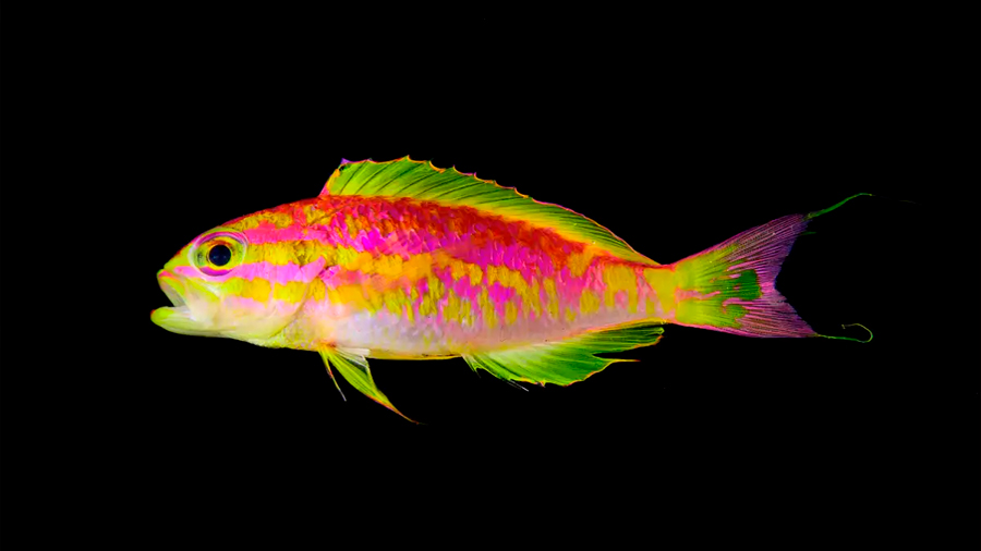 Descubren un deslumbrante pez de rayas en un remoto archipiélago de Brasil
