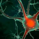 Científicos han creado un modelo realista de células neuronales humanas