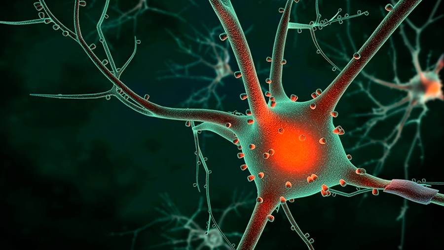 Científicos han creado un modelo realista de células neuronales humanas