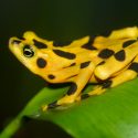 Especies de ranas están evolucionando para sobrevivir a un hongo asesino