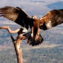 Los animales sagrados para los antiguos mexicanos se enfrentan hoy al riego de extinción