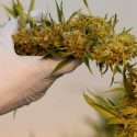El cannabis hace más daño al cerebro de los adolescentes que el alcohol: nuevo estudio
