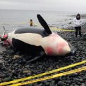 Quién está asesinando a las orcas asesinas en las Canarias y Gibraltar: un nuevo compuesto de PCB