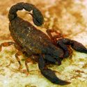Descubren alcaloide único en el mundo en una especie de alacrán mexicano