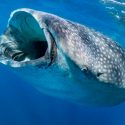 El genoma de los tiburones revela que son fósiles vivientes