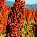 Buscan científicos mexicanos crear sorgo de consumo humano