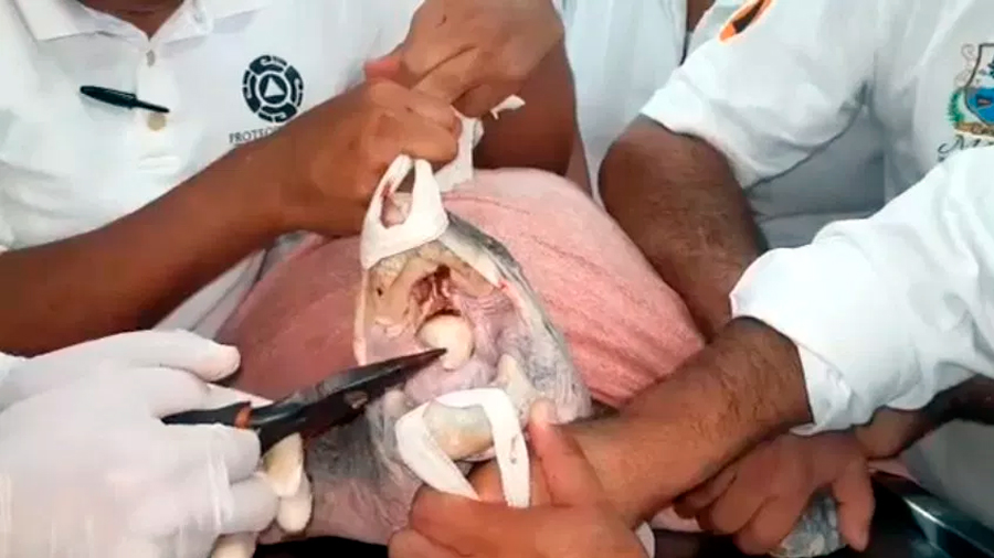 Una tortuga sobrevive tras extraerle una cuchara de plástico incrustada en su garganta