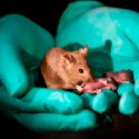 Un laboratorio chino logra que nazcan ratones sanos de dos madres, sin ningún padre