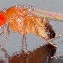 Crean moscas con genes antiguos para estudiar su evolución