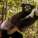 Los mamíferos, sin margen evolutivo ante la sexta extinción masiva