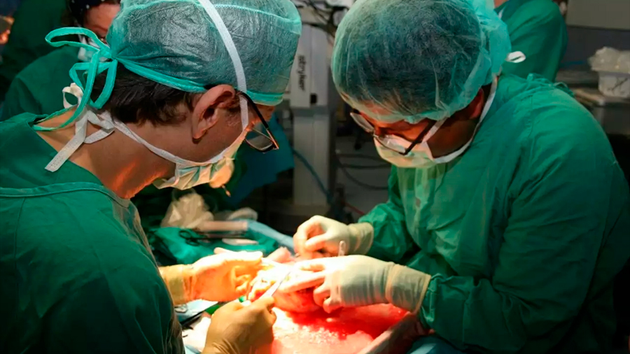 Investigadores españoles crean nanoterapia que evita el rechazo a los órganos trasplantados
